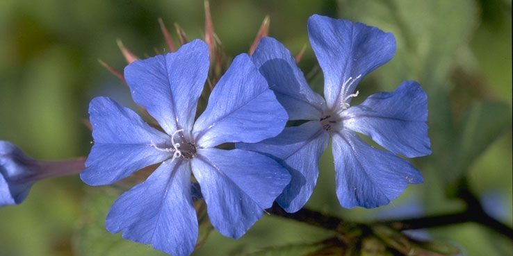 4 Aplicaciones para reconocer flores y plantas – mundonuevo.cl
