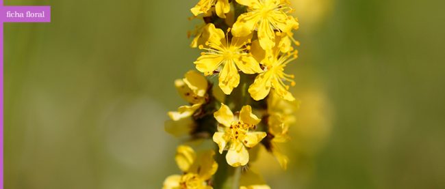 agrimony