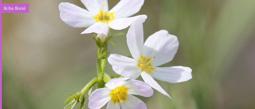 Water Violet, flor de la alegría – mundonuevo.cl