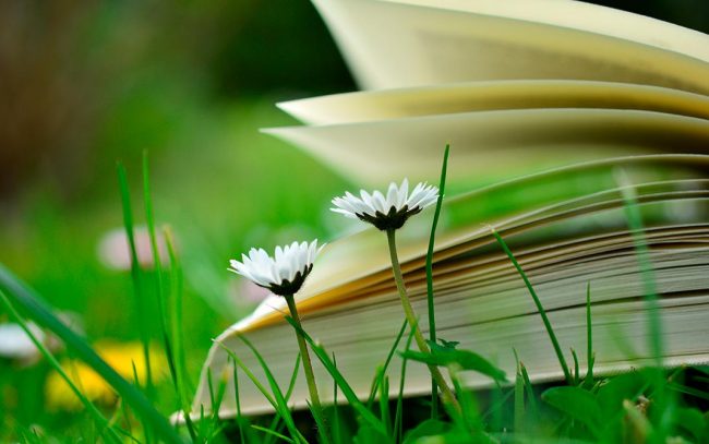 libros_verano-1