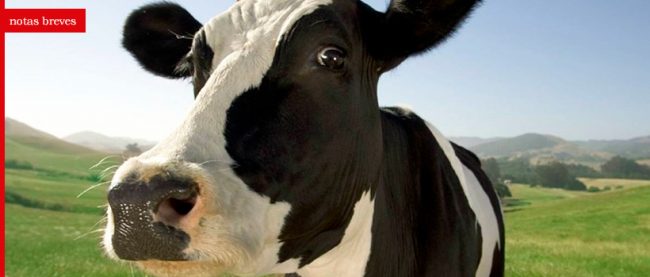 notas_vacas