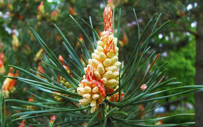 pine