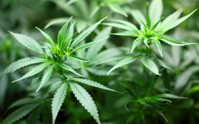 marihuana