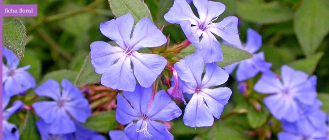 cerato-flor2