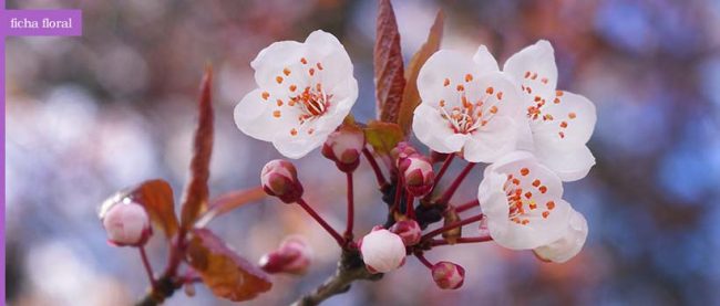 cherry_plum2