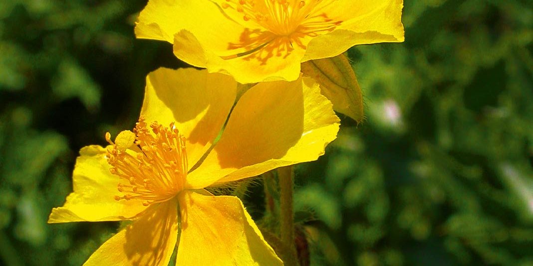 rockrose_web