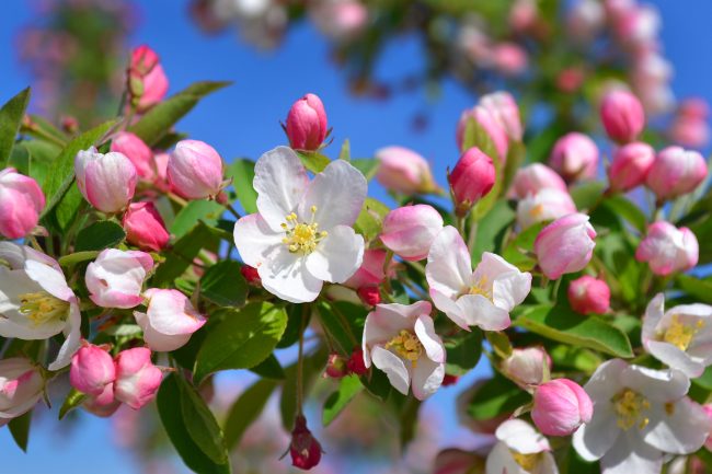 Crab apple