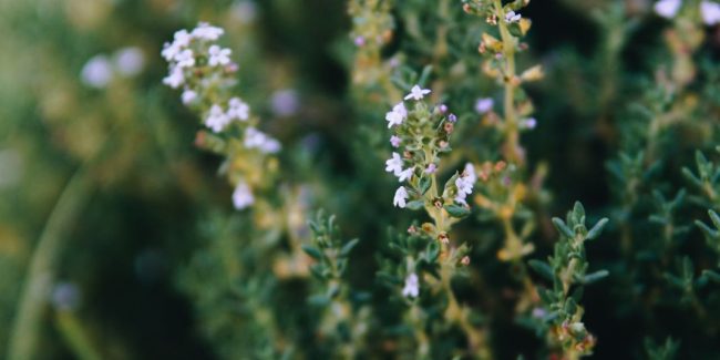 Plantas medicinales de la tradición ancestral a la evidencia científica (1)