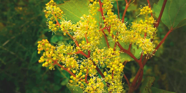 vine flores de bach